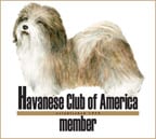 Havanese club of america member