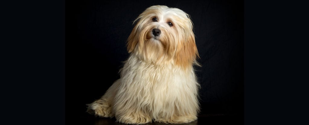 New canyon hot sale havanese