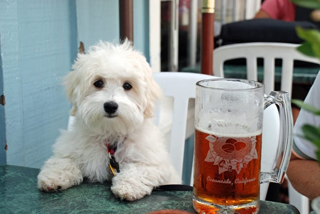 a white hairy dog next to a mug of beer