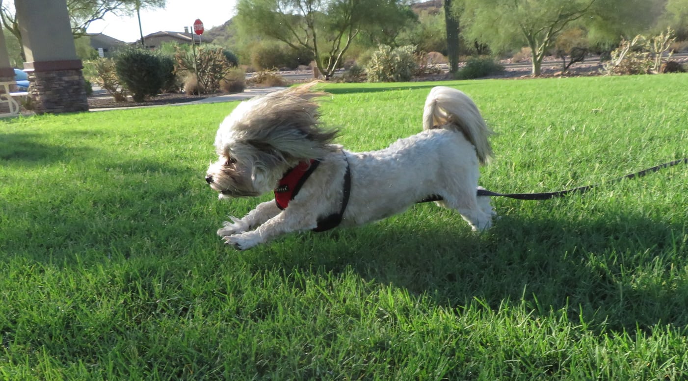 Dottie running in the grass 11.5 mos (6)
