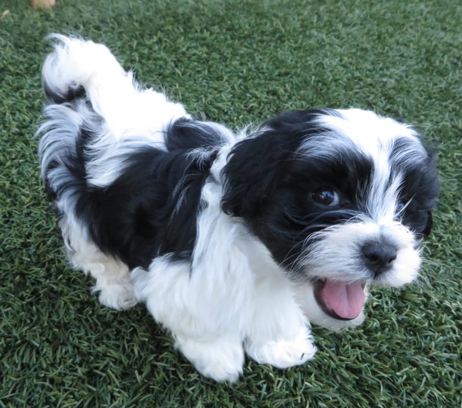 a black and white puppy standing on grass