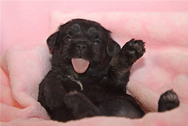 a black puppy on a pink blanket