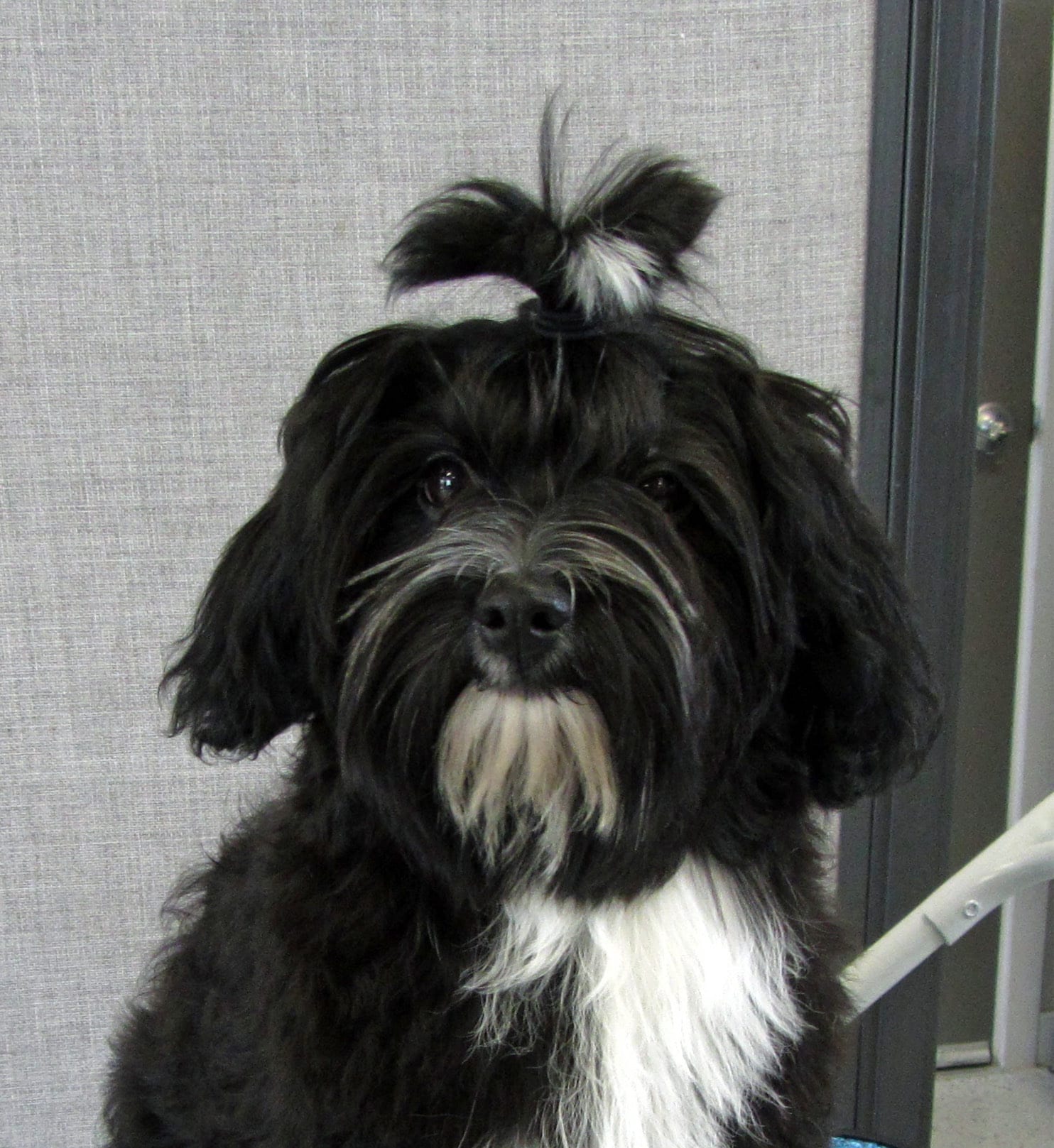 a black and white dog with the hair on top of its head tied