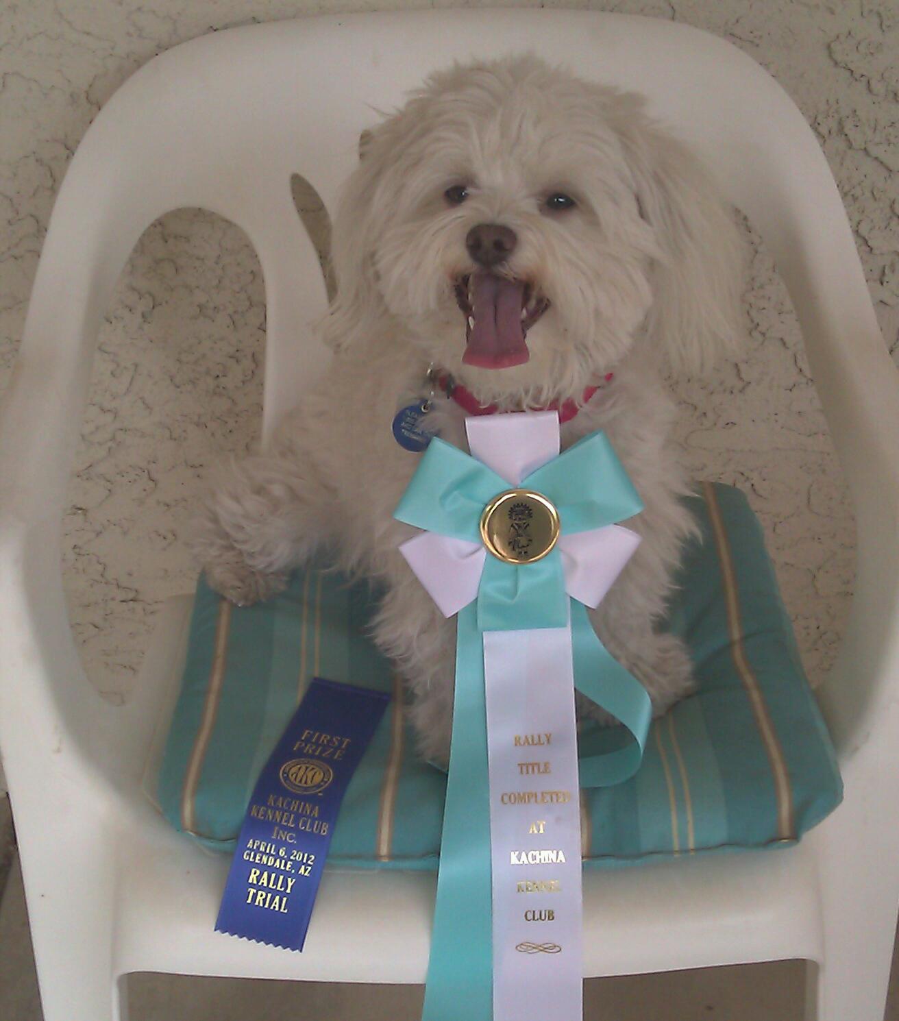 a white puppy on a chair with a ribbon award