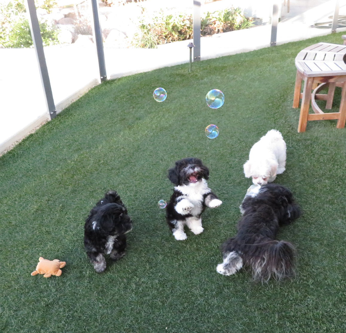 four puppies playing with bubbles