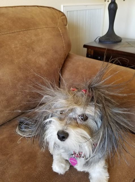 a dog with a messy fur on a brown couch