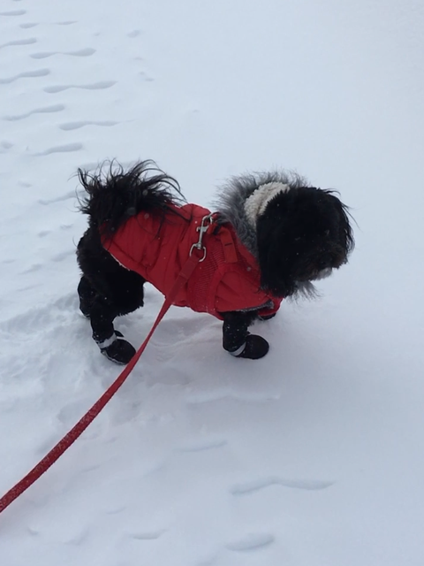 a black dog wearing a jacket and shoes while standing on snow