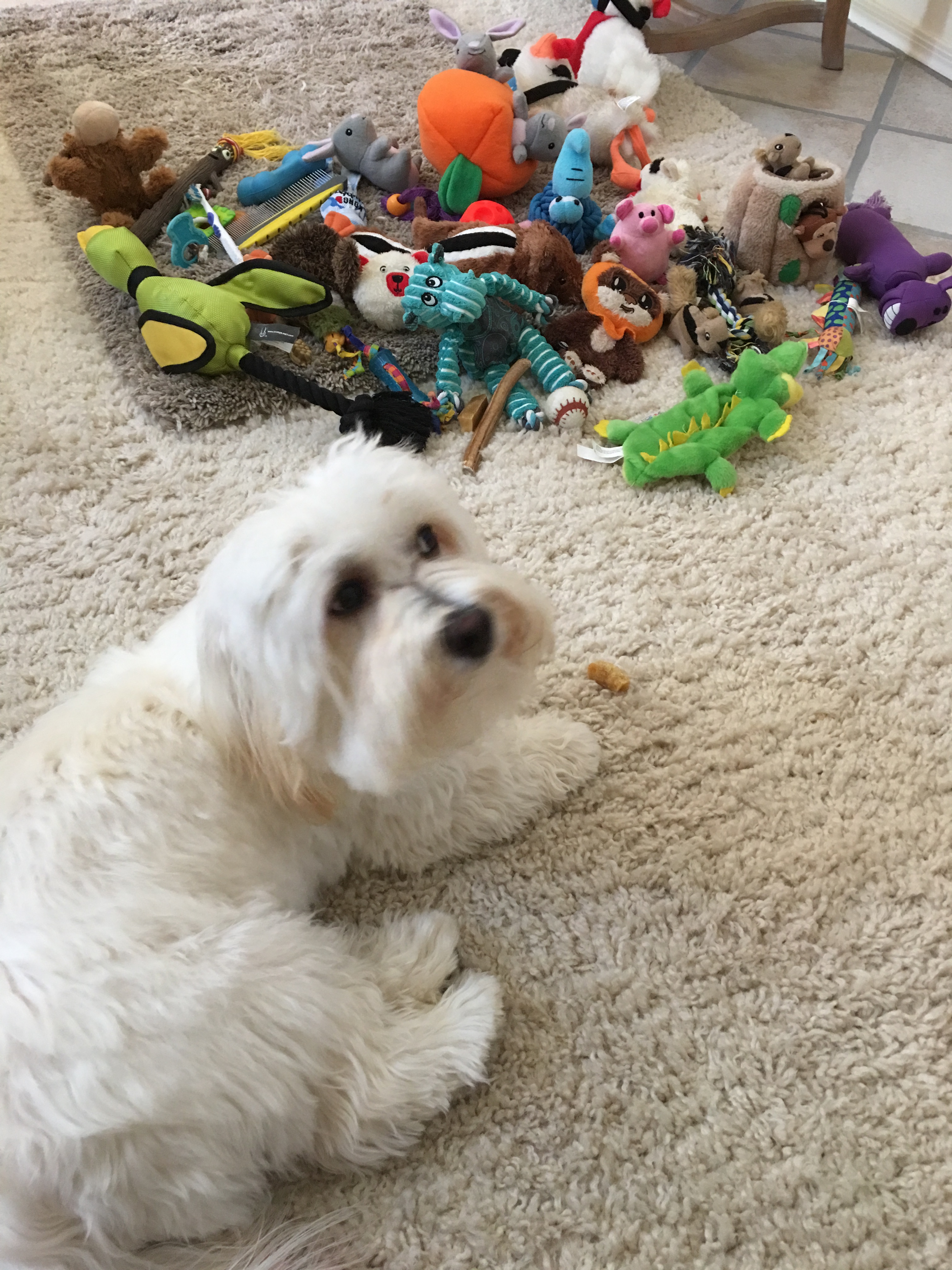 a white dog next to a pile of toys