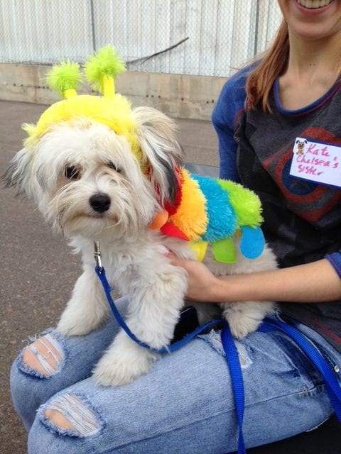 a dog with a costume on a person’s lap