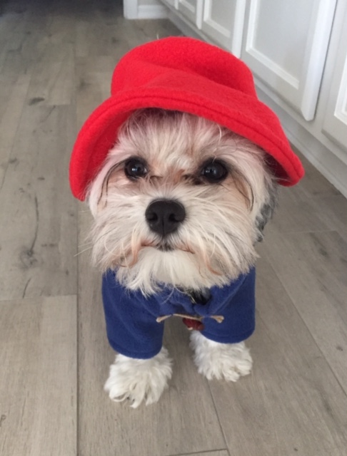 a puppy wearing a red hat and a blue jacket