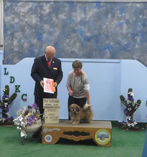 a brown dog being awarded a ribbon