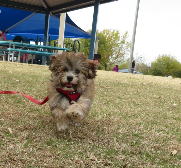 a brown dog running on grass