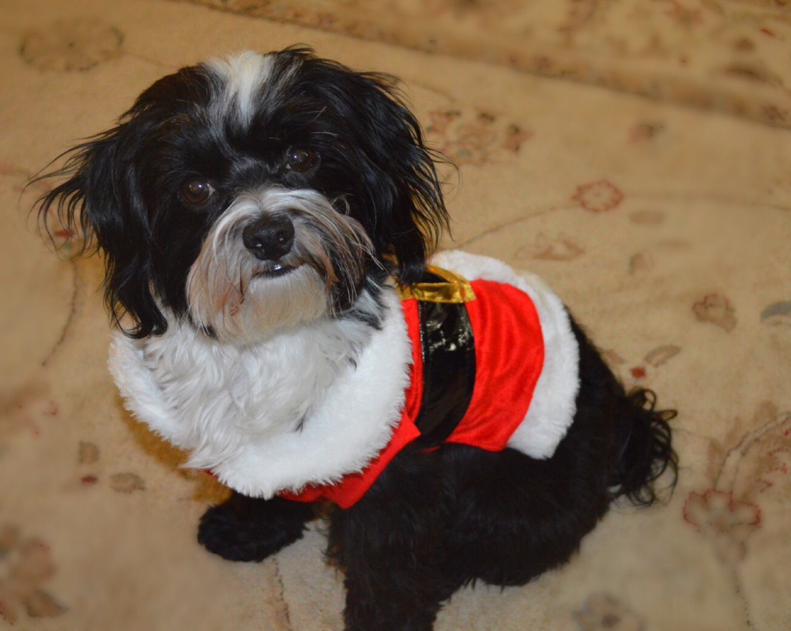 a dog with a santa costume 