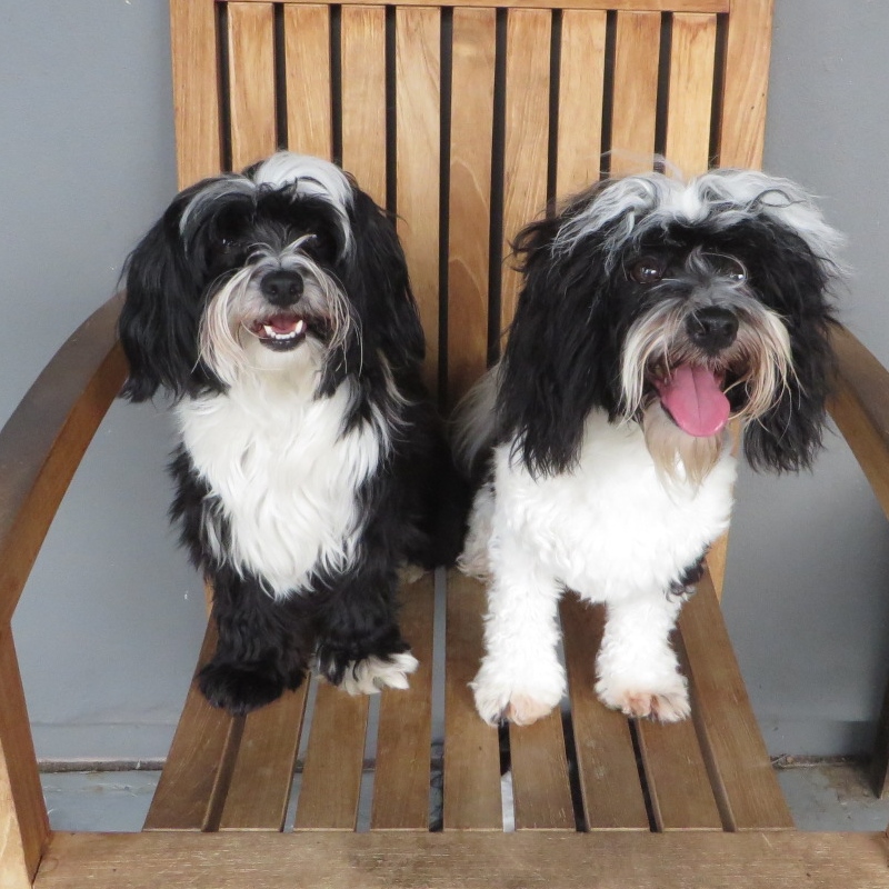 two black and white dogs on a wooden chair