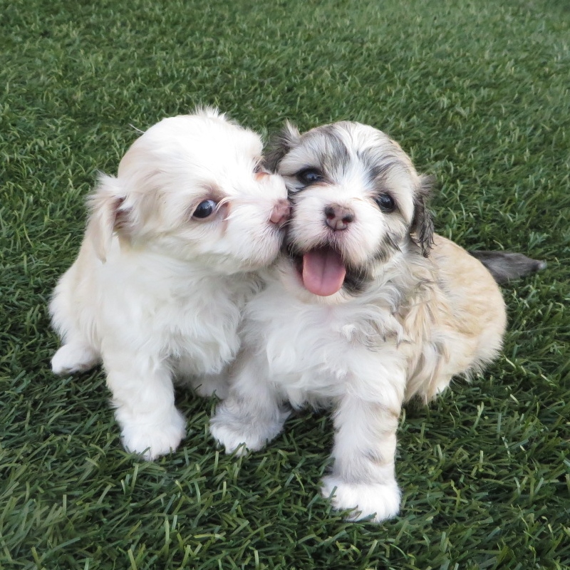 two puppies on grass