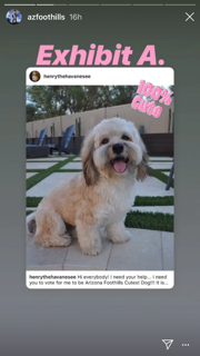 Instagram story about a dog