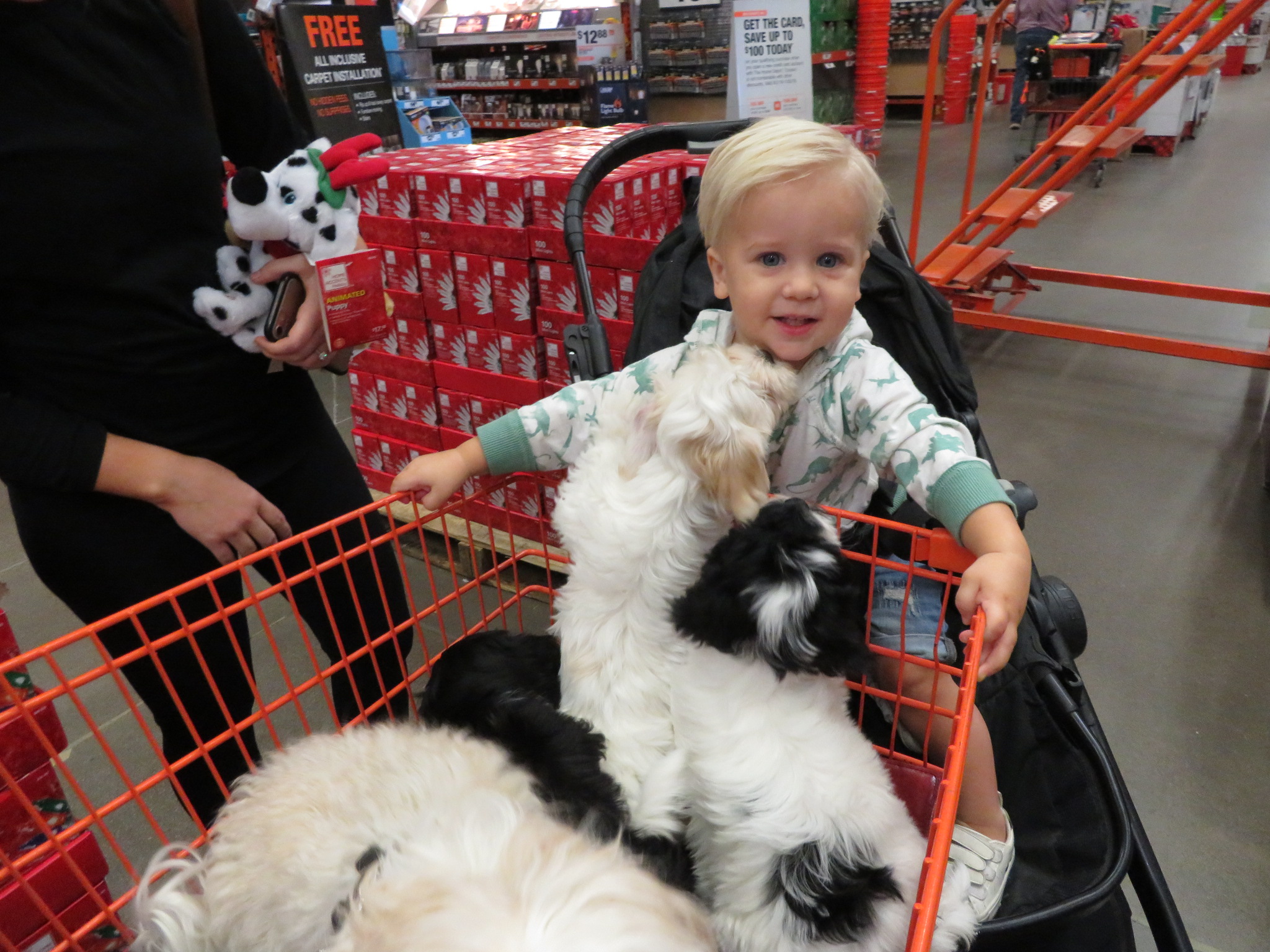 a baby next to shopping cart with puppies