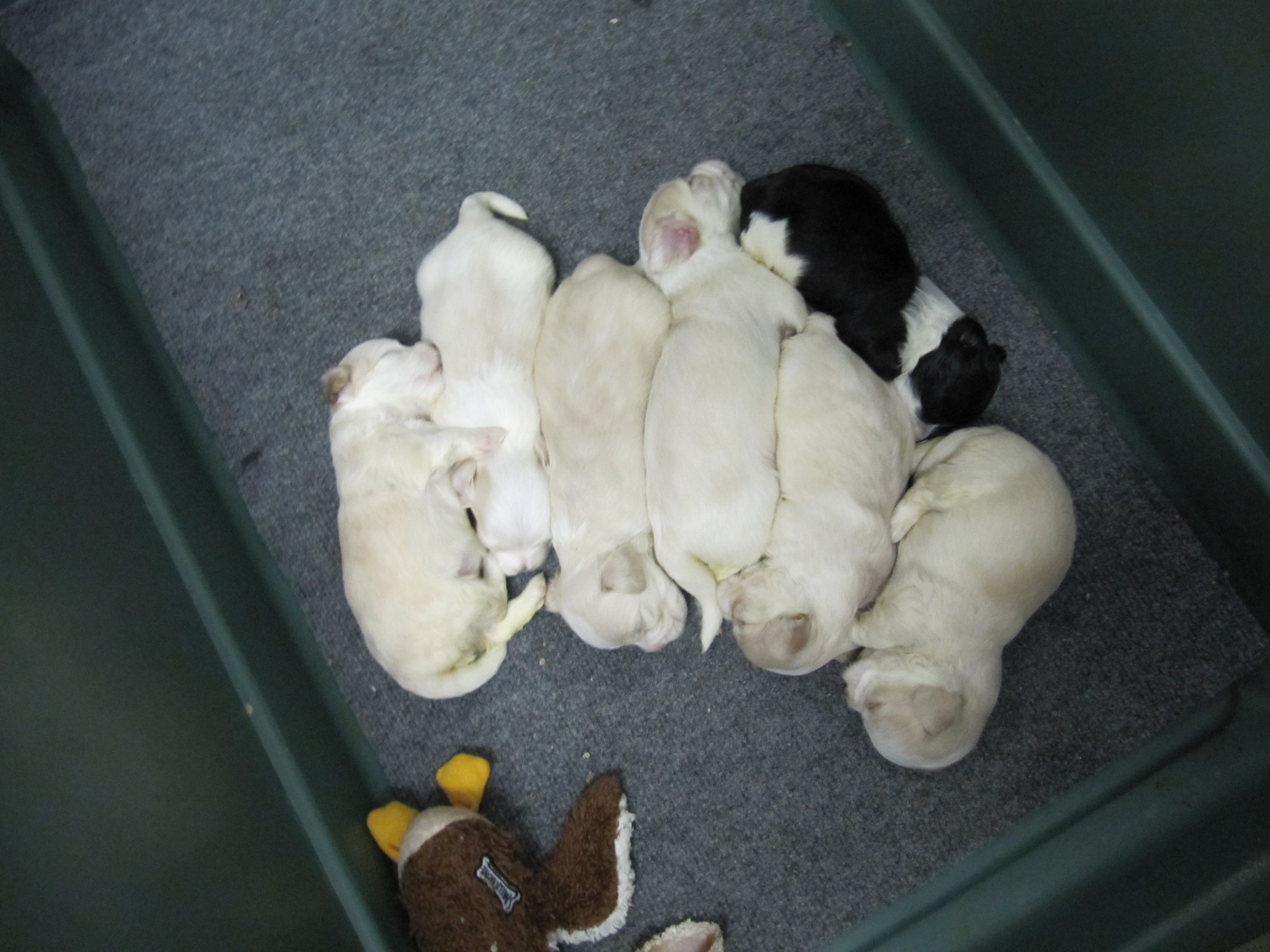 seven puppies sleeping together