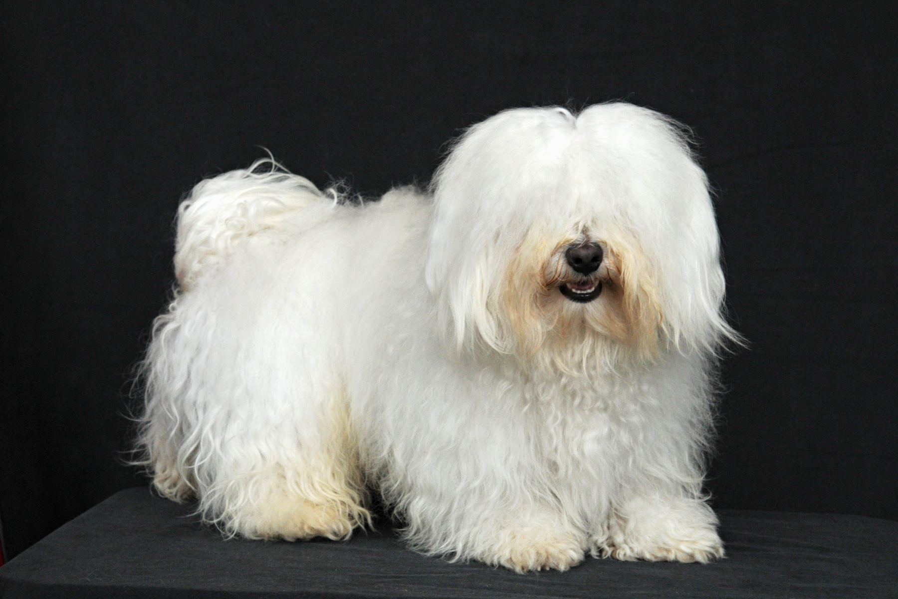 a white furry dog with its fur covering its eyes