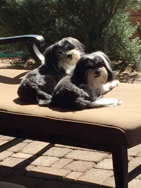 two dogs lying on a lounge chair
