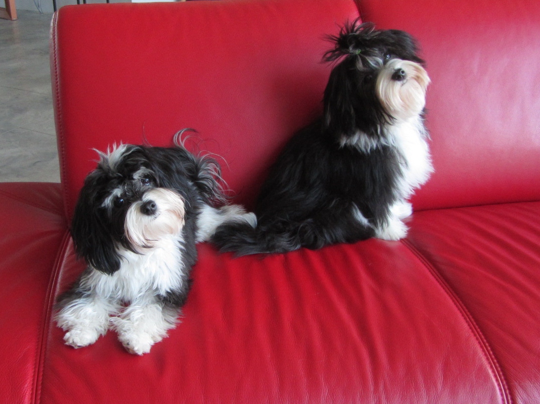 two black and white dogs on a red couch