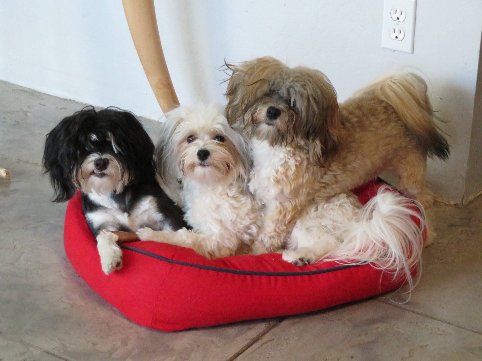 three dogs on a red dog bed