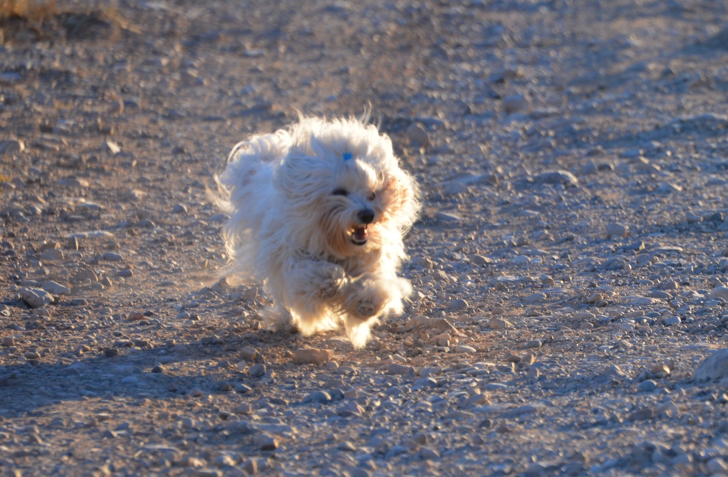 a dog running on a ground with stones