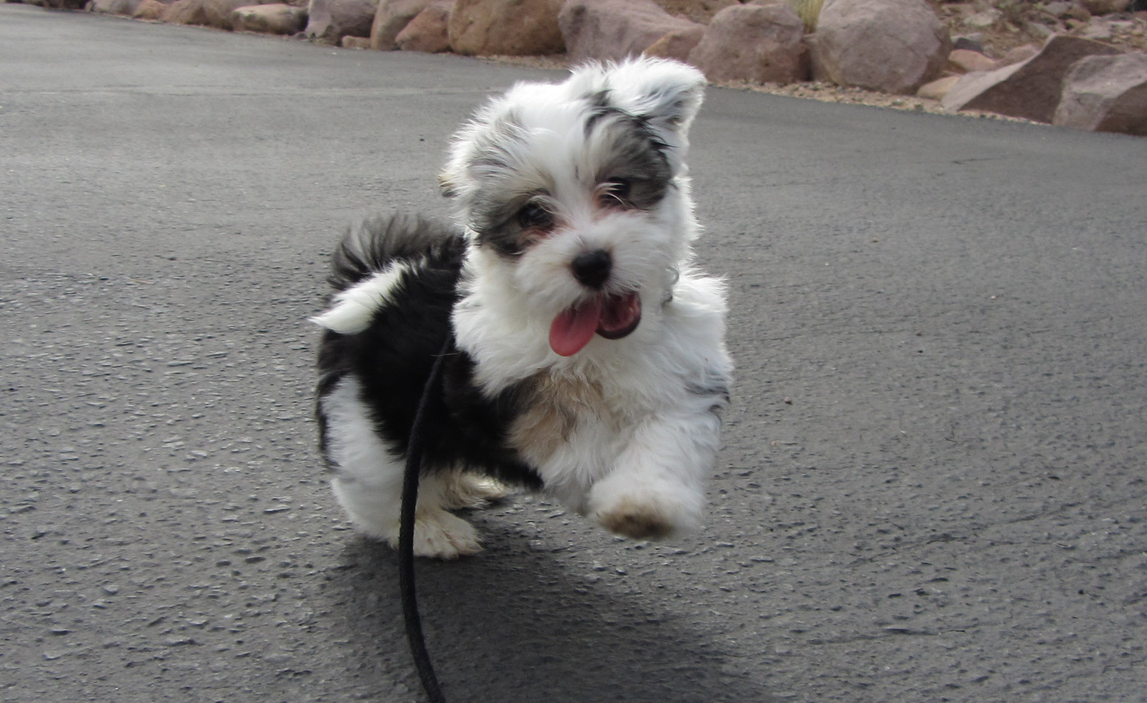 a small white and black puppy with its tongue out