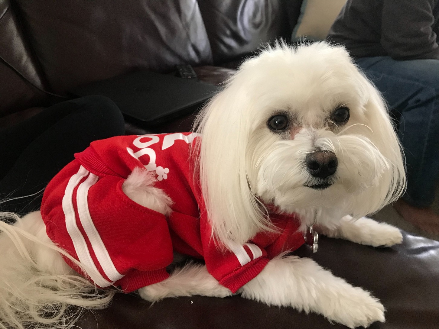 a white dog wearing red clothing
