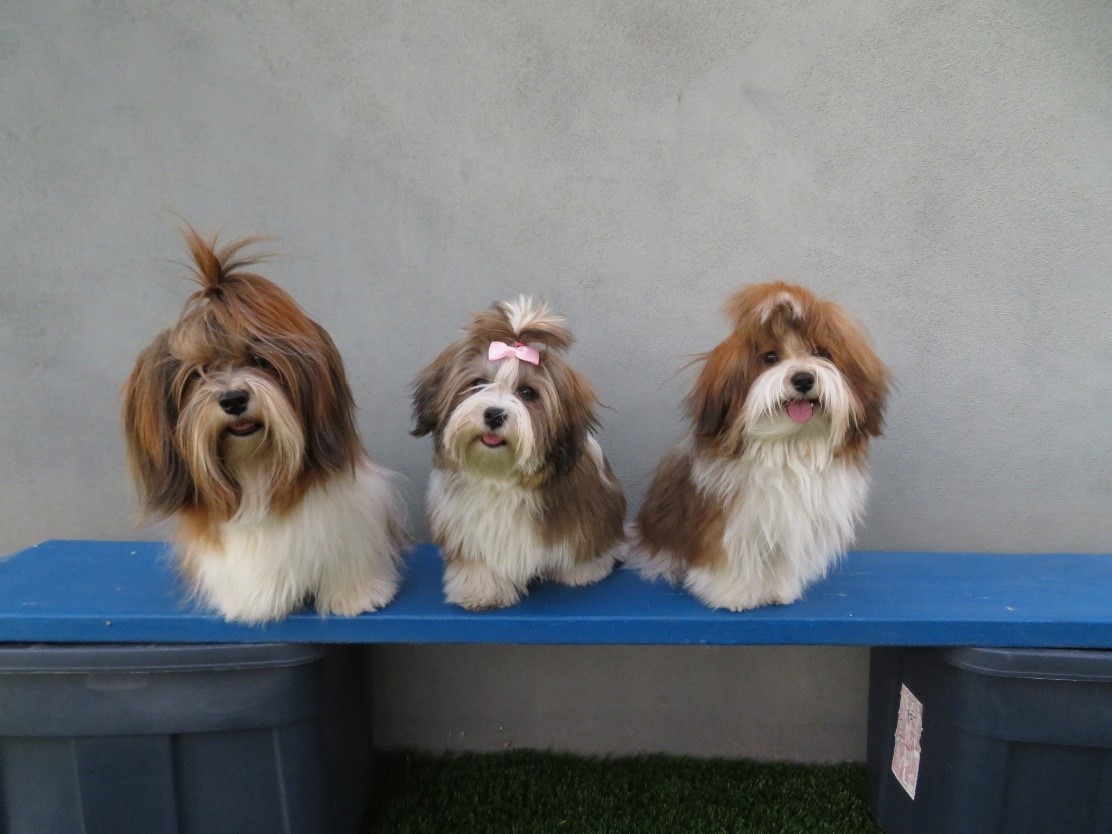 three dogs in a row with long brown and white fur