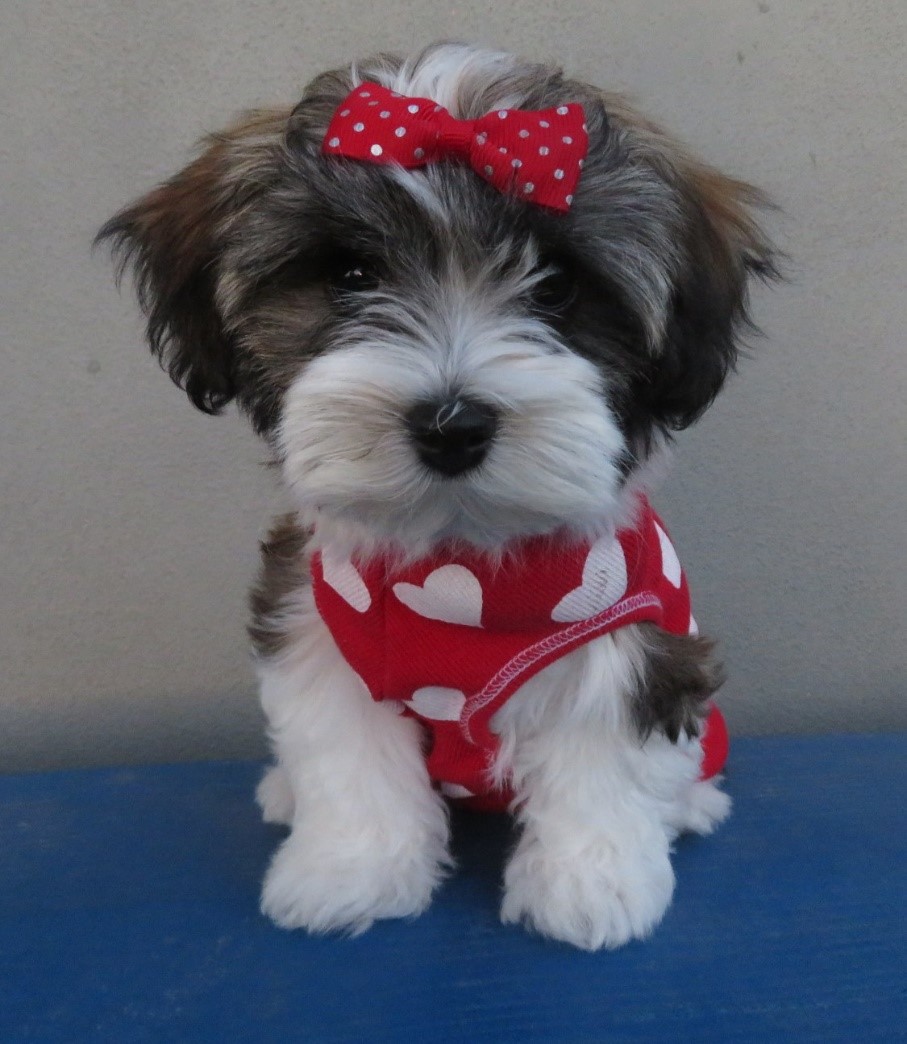 a little puppy with a red ribbon on its head